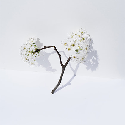 A Branch with Flowers