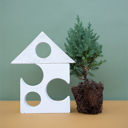 Green Plant on a Desk